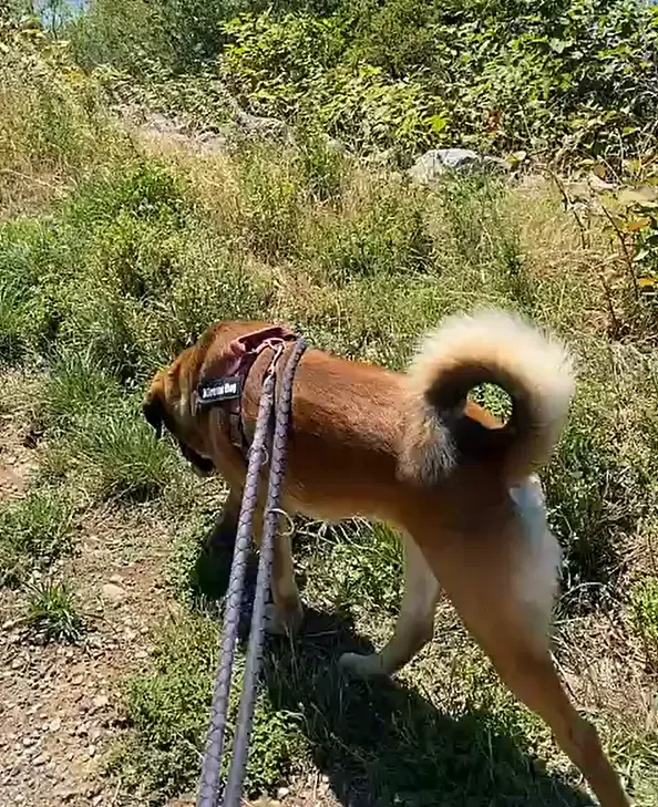 Brutus on a walk