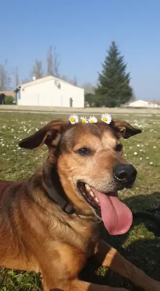 Fidji, a dog at the shelter