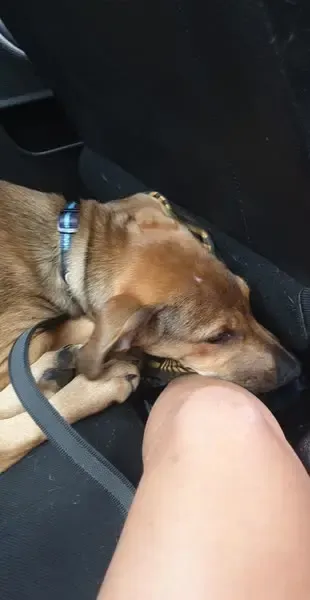 A puppy asleep on Emily's lap