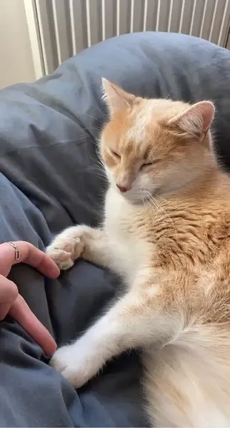 Simba the cat dozing on a sofa