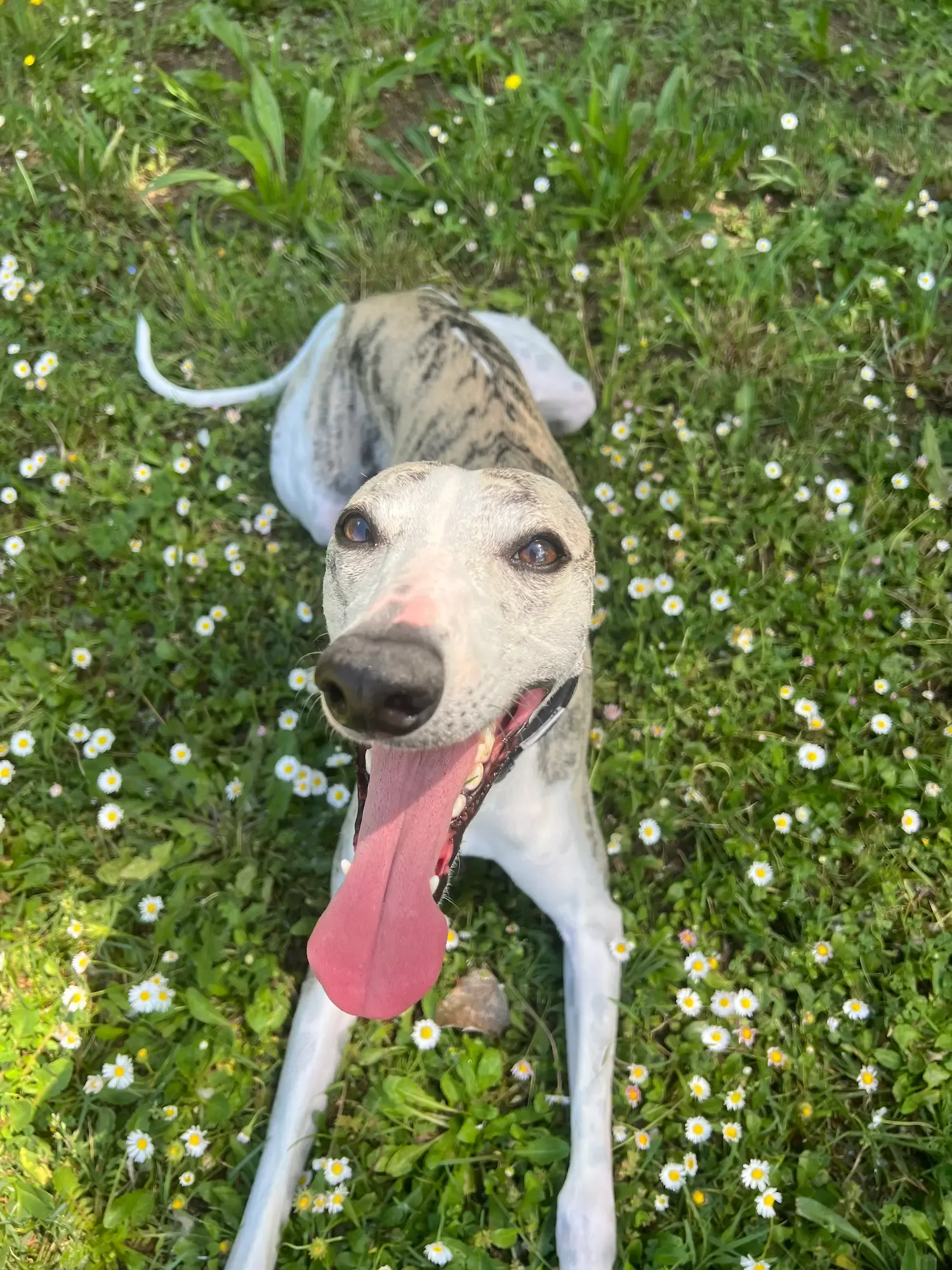Whippet playing during a walk